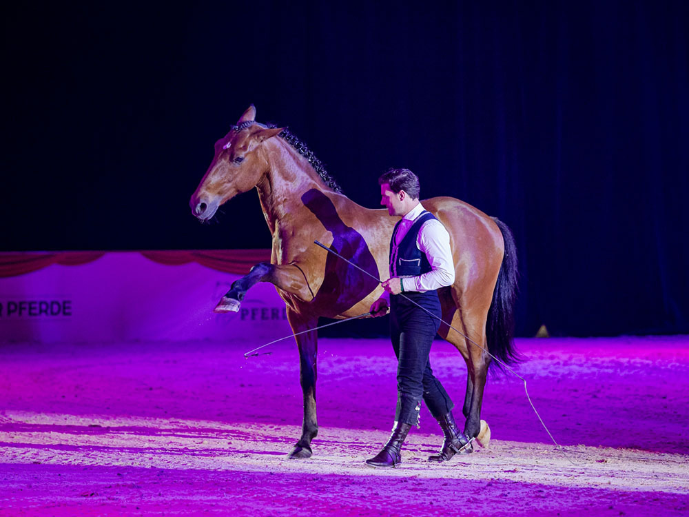 Tickets für die spektakuläre „Nacht der Pferde“ 2026!