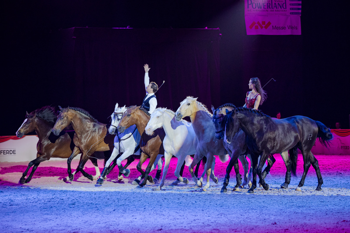 Die NACHT DER PFERDE